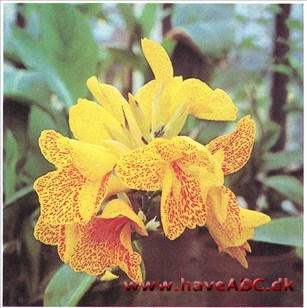 Er orkidélignende og stærkt farvede blomster i toppen af skuddet hen på sommeren. Kan bruges som udplantningsplante til lune, solrige rabatter, er ne fremragende baljeplante på overdækket terrasse.