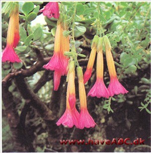 Cantua buxifolia