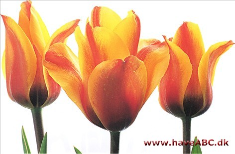 Cape Cod - Tulipan, Tulipa