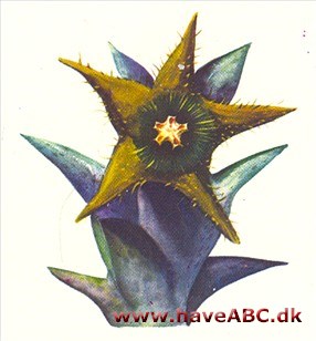 Caralluma - Caralluma Caralluma - Caralluma