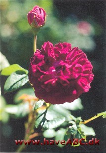 Cardinal de Richelleu Gallica-roser er mindre, spinkle, men særdeles hårdføre buske med mange og små torne. Blomsterne har som regel kraftige farver og remonterer ikke. Sommerblomstrende. Se mere her...