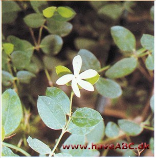 Carissa macrocarpa syn. grandiflora