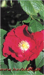 Blodrig som Carmen i Bizets opera sy­nes denne rose at være, og blomsternes bølgede, fløjlsrøde kronblade minder da også om fejende flæser. En ha bane­ra i rosenhaven. 
