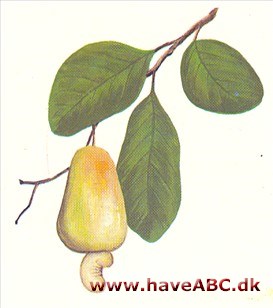 Cashewtræ - akajutræ - Anacardium occidentale