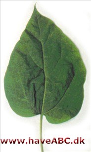 Catalpa speciosa Catalpa speciosa