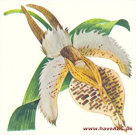 Catalsetum Catalsetum