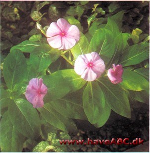 Catharanthus rosens syn. Vinca rosea, Lochnera rosea