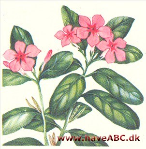 Catharanthus roseus Catharanthus roseus