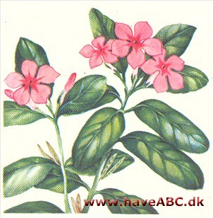 Catharanthus roseus