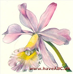 Cattleya - Cattleya Cattleya - Cattleya