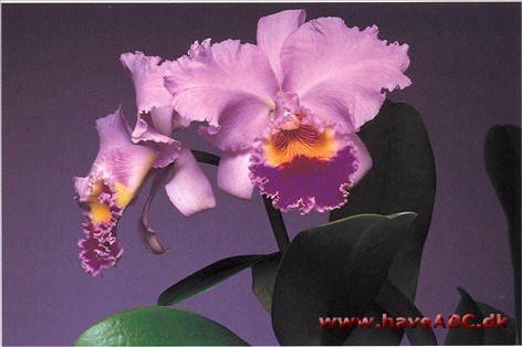 Cattleya-hybrid Cattleya-hybrid