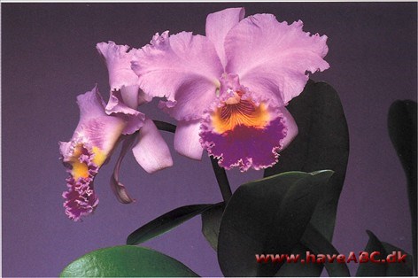 Cattleya-hybrid