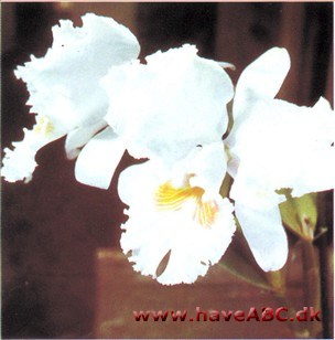 Cattleya Hybrider