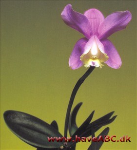 Cattleya loddigesii