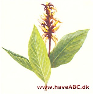 Cautleya - Cauteya lutea