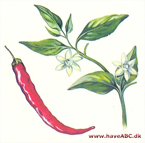 Cayennepeber - Capsicum frutescens 2