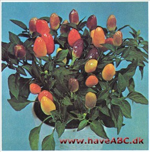 Cayennepeber - Capsicum frutescens