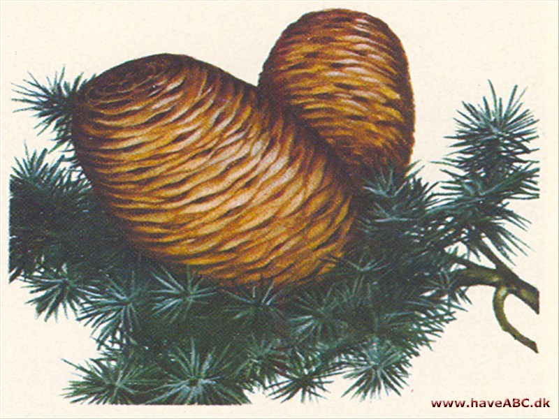 Ceder - Cedrus Ceder - Cedrus