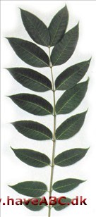 Cedrela - Cedrela sinensis