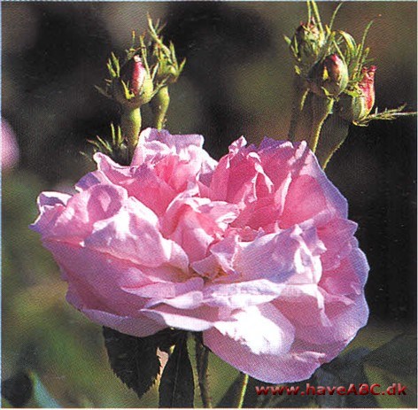 En vidunderlig repræsentant for sin gruppe. De rosa kronblade ser ud som silkevolanter, og når de med tiden blegner, får de næsten perlemorsskær. Da rosen blev introduceret af Cels, som på fiffig ...