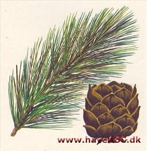Cembrafyr - Pinus cembra