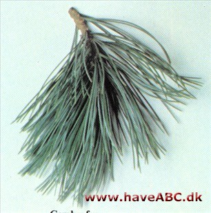 Cembrafyr - Pinus cembra. Cembrafyr - Pinus cembra.