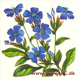 Ceratostigma - Ceratostigma plumbaginoides