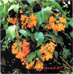 Cestrum - Cestrum aurantiacum Cestrum - Cestrum aurantiacum
