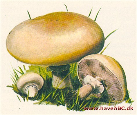 Champignon - Agaricus Champignon - Agaricus