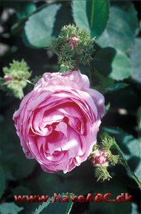Chapeau de Napoléon - Rosa centifolia 'Cristata'