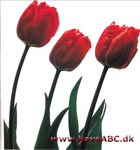 Charles - Tulipan, Tulipa
