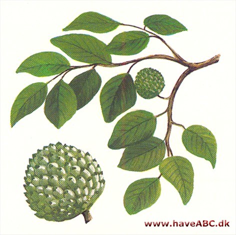 Cherimoya - Annona cherimola Cherimoya - Annona cherimola