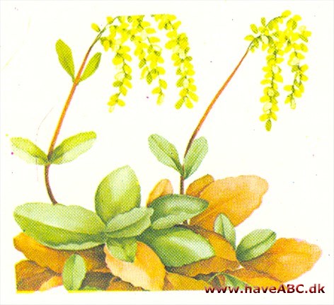 Chiasto­phyllum - Chiastophyllum oppositifolium