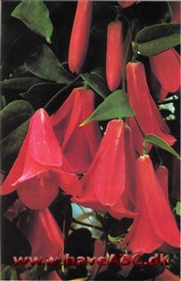 Chilensk Klokkeranke - Lapageria rosea