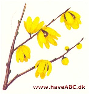 Chimonanthus praecox - Chimonanthus praecox Chimonanthus praecox - Chimonanthus praecox