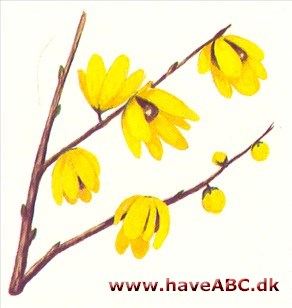 Chimonanthus praecox - Chimonanthus praecox