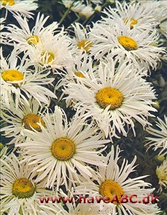 Chrysanthemum maximum se kæmpemargerit 