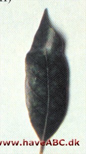 Chrysolepis chrysophylla