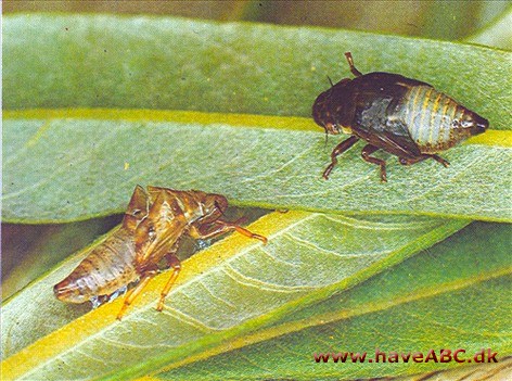 Cikader - Cicadina Cikader - Cicadina