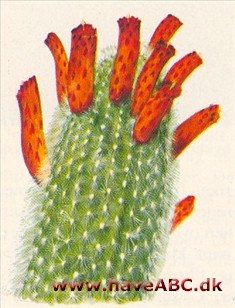 Cleistocactus - Cleistocactus