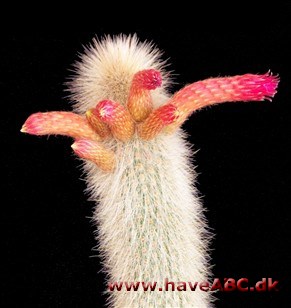 Cleistocactus Cleistocactus
