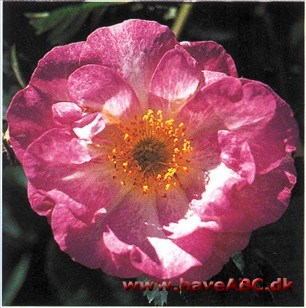 Clementine - Janet's Pride 1892 er året, hvor W. Paul & Sons lancerede rosen, men den er betydeligt ældre, blev fundet vildtvoksende i England, og man kan som altid hævde, at »gammel er alligevel ældst...