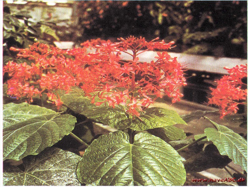 Clerodendrum speciosissimum (syn. fallax)