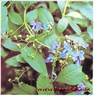 Clerodendrum ugandense Clerodendrum ugandense