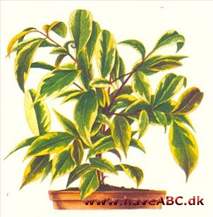 Cleyera - Cleyera japonica Cleyera - Cleyera japonica