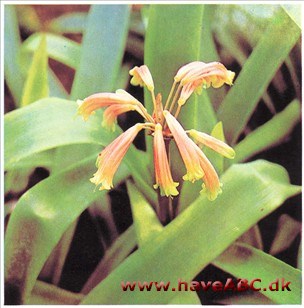 Clivia nobilis