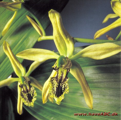 Coelogyne Bufordiense