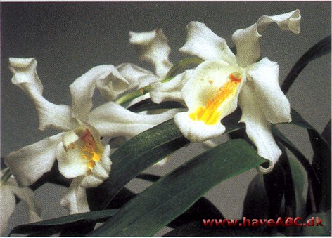Coelogyne cristata - Snedronning Coelogyne cristata - Snedronning