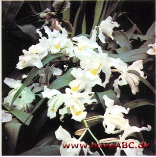 Coelogyne cristata Coelogyne cristata