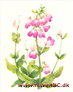 Collinsia - Collensia